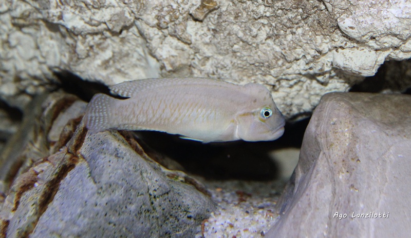 Telmatochromis cf. temporalis burgeoni